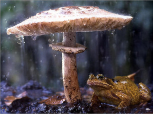 Картинка животные лягушки