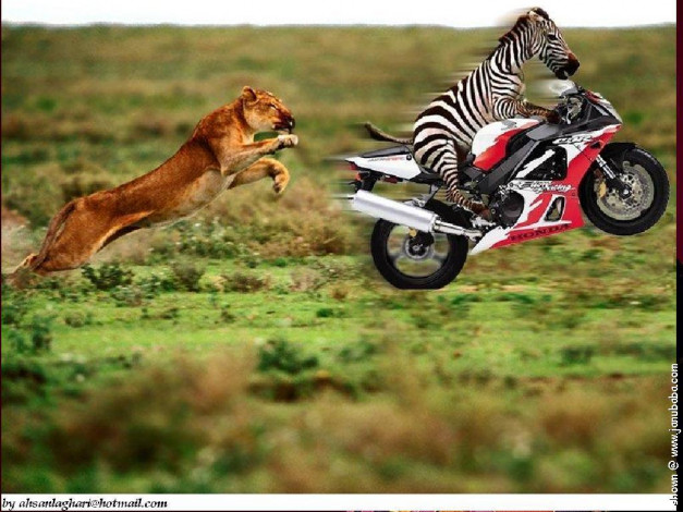 Обои картинки фото юмор, приколы