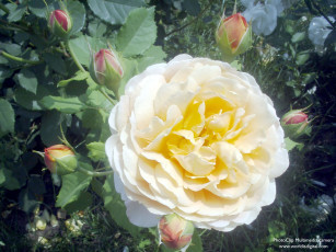 Картинка цветы розы