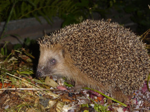 Картинка бомж животные ежи