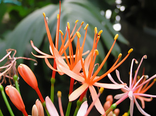 Картинка цветы