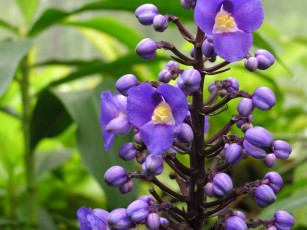 Картинка цветы