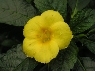 Картинка цветы