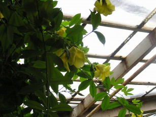 Картинка цветы алламанда