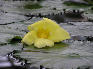 Картинка цветы алламанда