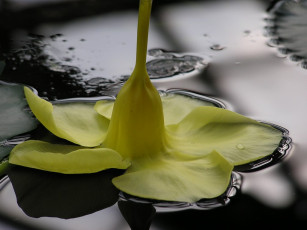 Картинка цветы алламанда