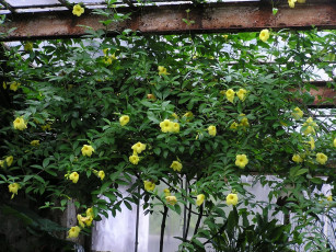 Картинка цветы алламанда