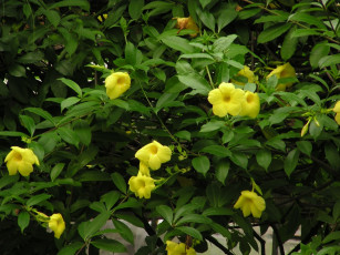 Картинка цветы алламанда