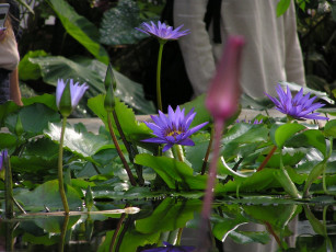 Картинка цветы лилии водяные нимфеи кувшинки