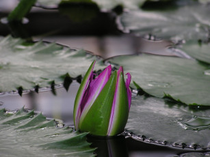 Картинка цветы лилии водяные нимфеи кувшинки