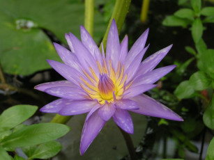 обоя цветы, лилии, водяные, нимфеи, кувшинки