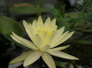 Картинка цветы лилии водяные нимфеи кувшинки