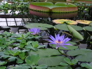 обоя цветы, лилии, водяные, нимфеи, кувшинки