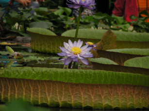 Картинка цветы лилии водяные нимфеи кувшинки