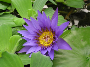 Картинка цветы лилии водяные нимфеи кувшинки