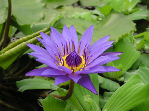 обоя цветы, лилии, водяные, нимфеи, кувшинки