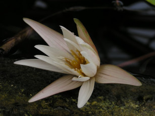 Картинка цветы лилии водяные нимфеи кувшинки