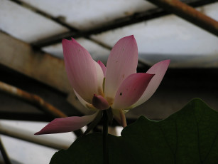 Картинка цветы лотосы