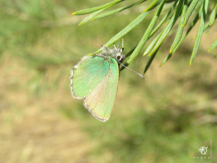 Картинка малинница животные бабочки