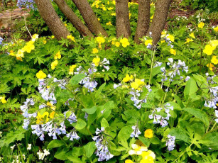 Картинка wildflowers in the prarie garden цветы луговые полевые