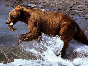 Картинка животные медведи