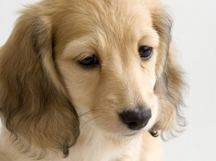 Картинка животные собаки