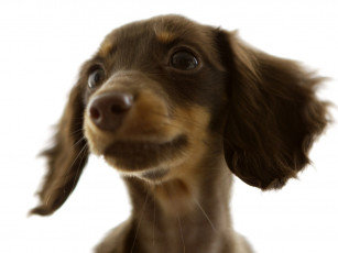 Картинка животные собаки