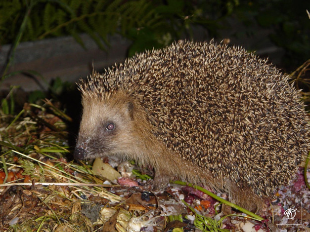 Обои картинки фото бомж, животные, ежи