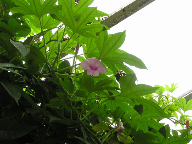 Обои картинки фото цветы