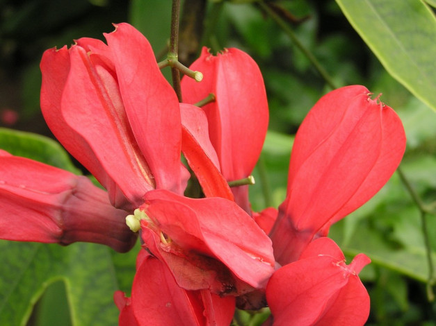 Обои картинки фото цветы