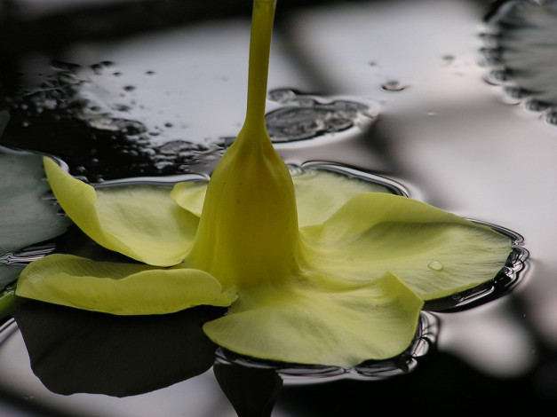 Обои картинки фото цветы, алламанда