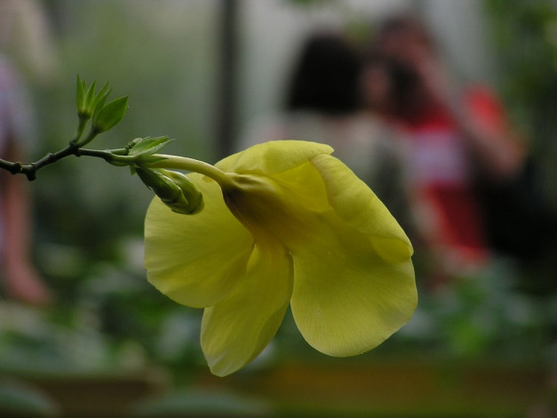 Обои картинки фото цветы, алламанда