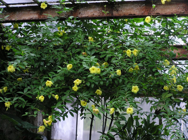 Обои картинки фото цветы, алламанда