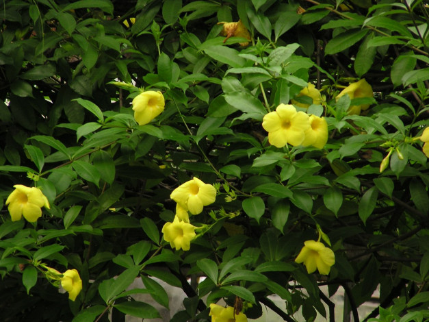 Обои картинки фото цветы, алламанда