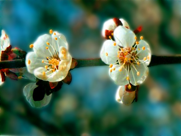 Обои картинки фото цветы, цветущие, деревья, кустарники