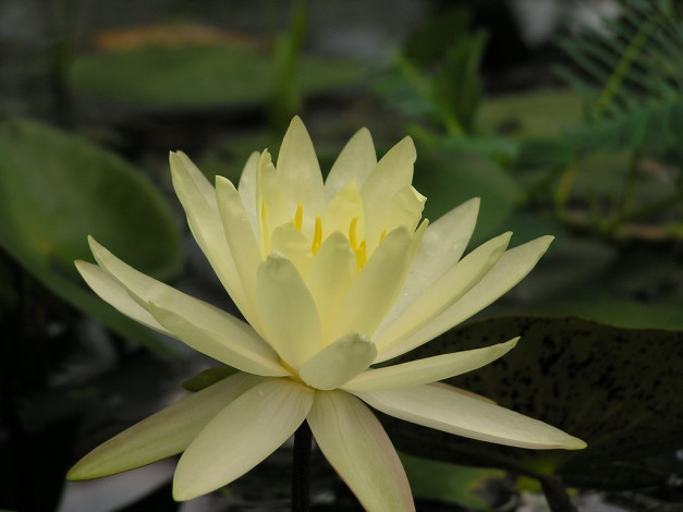 Обои картинки фото цветы, лилии, водяные, нимфеи, кувшинки