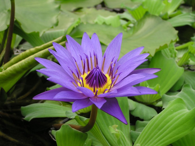 Обои картинки фото цветы, лилии, водяные, нимфеи, кувшинки