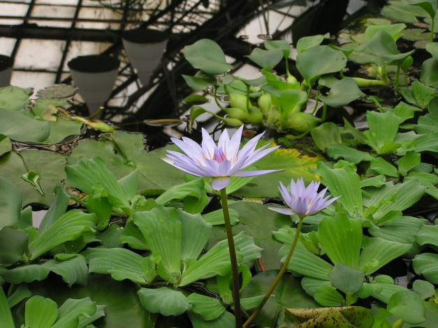 Обои картинки фото цветы, лилии, водяные, нимфеи, кувшинки