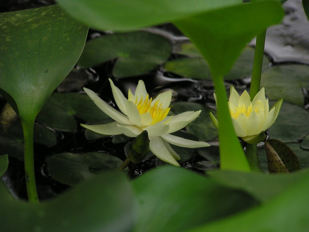 Обои картинки фото цветы, лилии, водяные, нимфеи, кувшинки