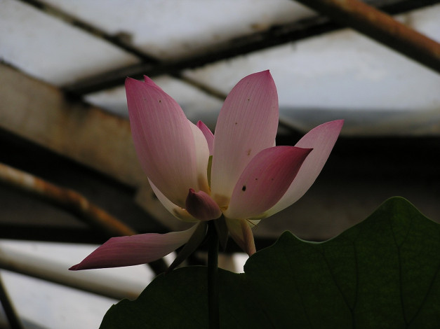 Обои картинки фото цветы, лотосы