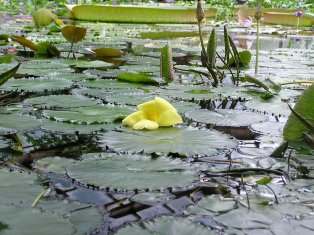 Обои картинки фото природа, листья