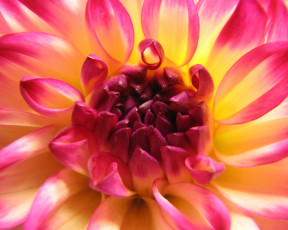 Картинка цветы георгины