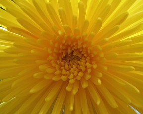 обоя цветы, георгины