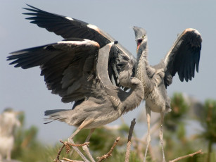 Картинка животные цапли