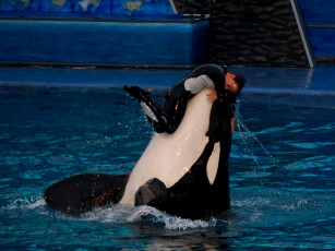 Картинка животные косатки