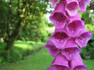 Картинка цветы дигиталис наперстянка