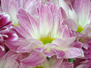 обоя цветы, хризантемы