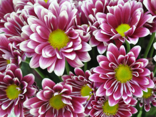 обоя цветы, хризантемы