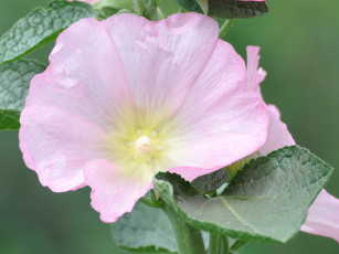 Картинка цветы мальвы