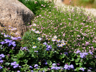 Картинка цветы разные вместе